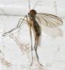 Coelosia sp.